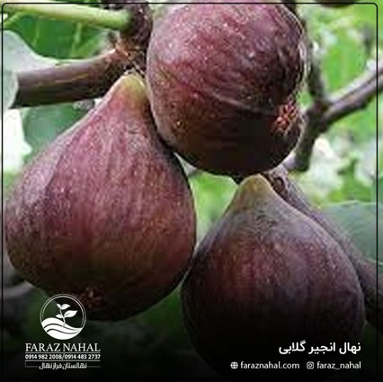 نهال انجیر گلابی