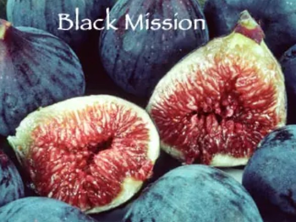 Fruit Fig Black Mission