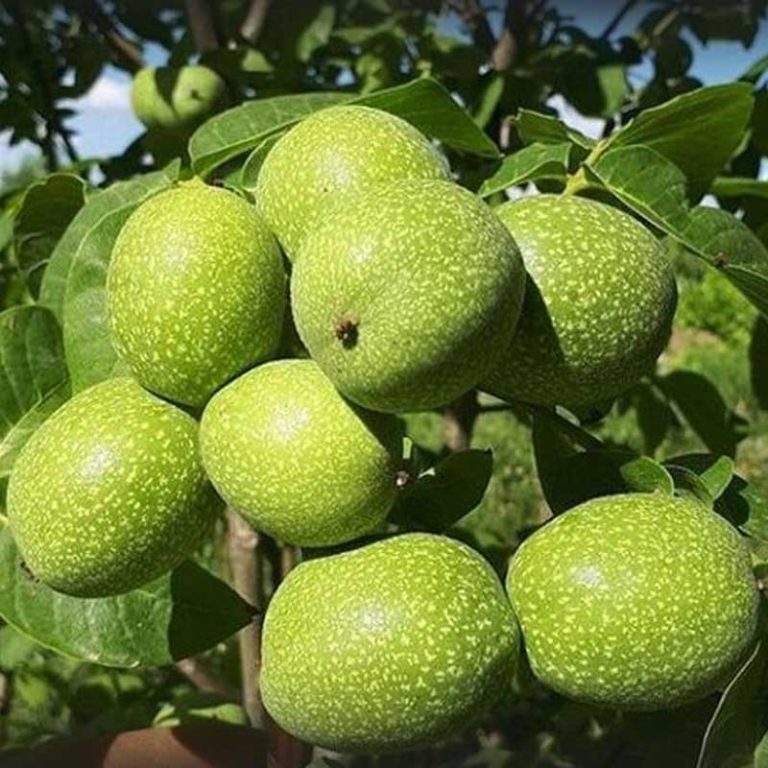 نهال گردو‌ فرنت