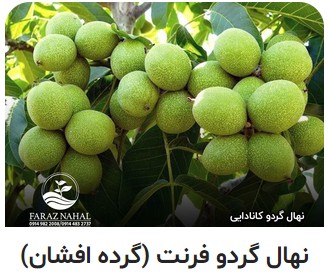نهال گردو فرنت (گرده افشان)