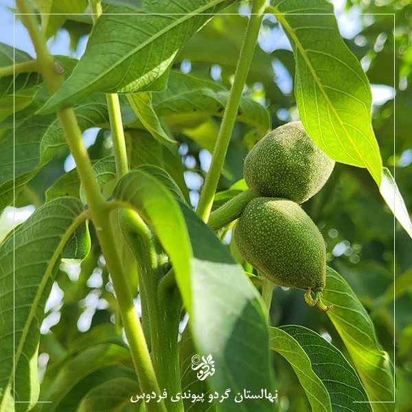 نهال گردو فرنت