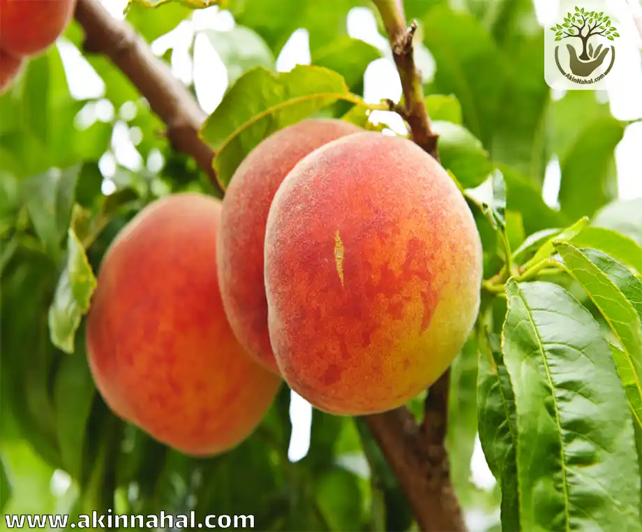 نهال هلو آلبرتا دیررس