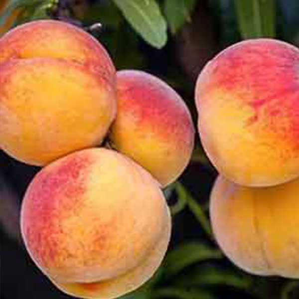 نهال هلو دیررس آلبرتا