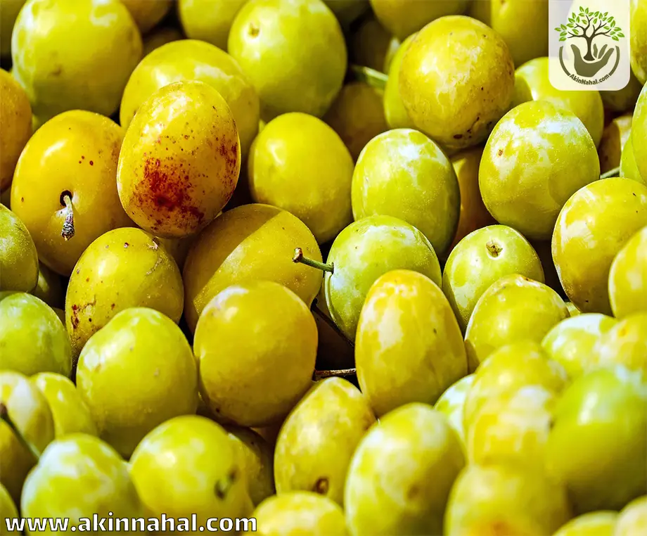 نهال آلو قطره طلا