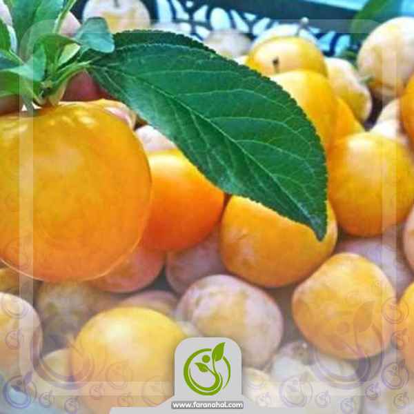 نهال آلو قطره طلا
