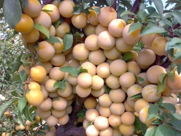 نهال آلو قطره طلا