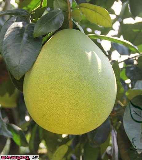 فروش نهال درخت میوه سلطان مرکبات (Pomelo)