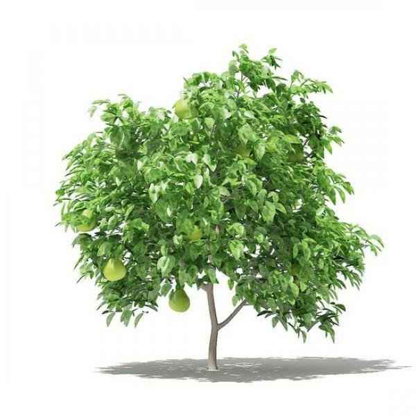 Pomelo Tree (Citrus maxima)
