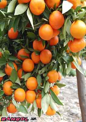 فروش نهال درخت میوه نارنگی یونسی (Ponkan Mandarin)