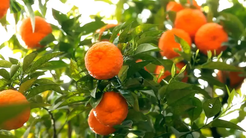 خرید نهال نارنگی + شرایط کاشت و نگهداری (ذکر رقم پونکن و حدود قیمت)