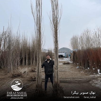 نهال صنوبر نیگرا ( نیقرا )