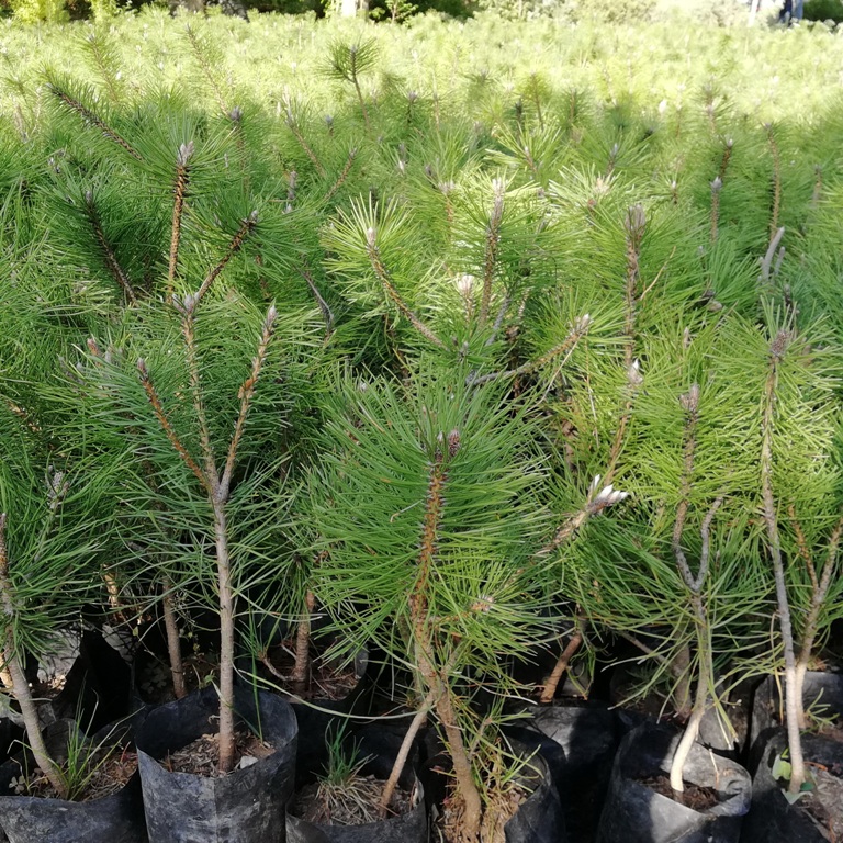خرید نهال کاج سیاه (Pinus nigra)