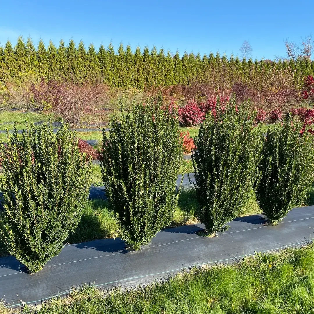 Hedge Box™ Japanese holly - Ilex crenata - Proven Winners - 4