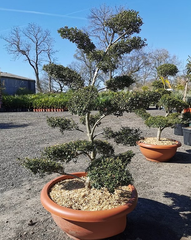 ILEX CRENATA 'KINME' BONSAI CLOUD TREE