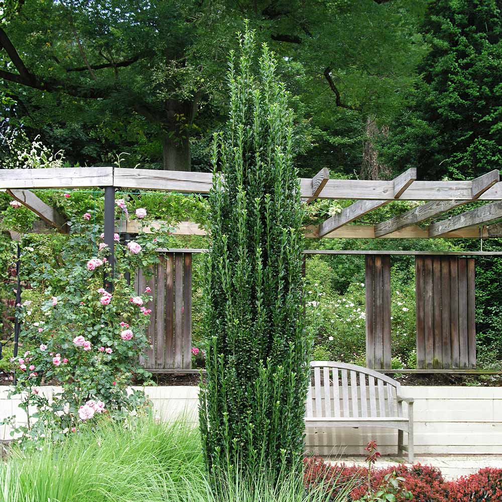 Sky Pencil Holly Tree (Ilex crenata 'Sky Pencil')