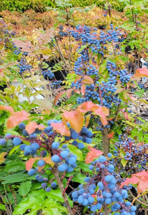 Mahonia aquifolium (Oregon grape) - POT #5