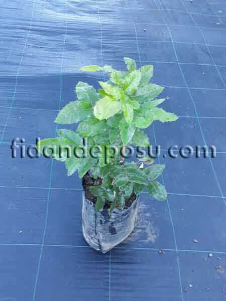MAHONIA AQUIFOLIUM (Mahonya) BİTKİSİ