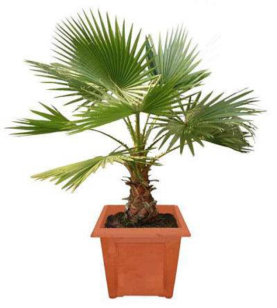 بذر نخل زینتی یا پالم بادبزنی (FAN PALM)