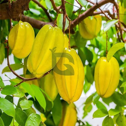 Star Fruit Carambola All Season Grafted Live Plant – Sweet-Tart Exotic Fruit Variety (1.5 to 2 Feet Height)