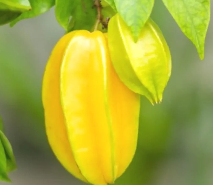 Star Fruit Tree Sri Kembangan Grafted Variety