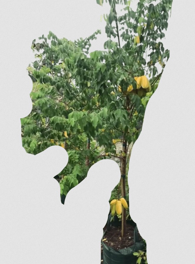 Carambola, Starfruit – Averrhoa carambola