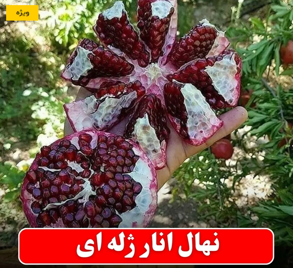 نهال انار ژله ای
