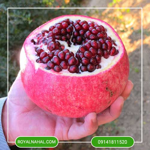 خرید نهال انار بیدانه ژله ای