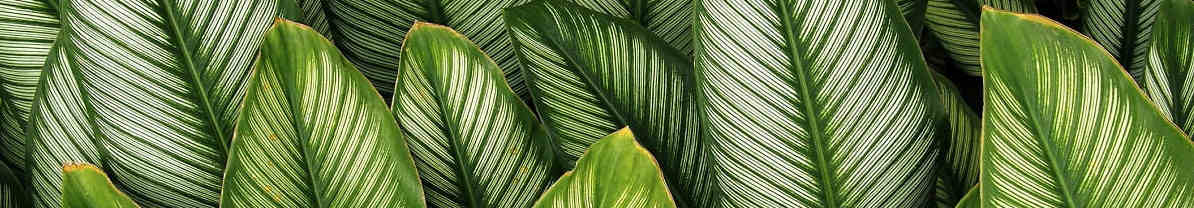 فروشگاه اینترنتی گل و گیاه نارگیل