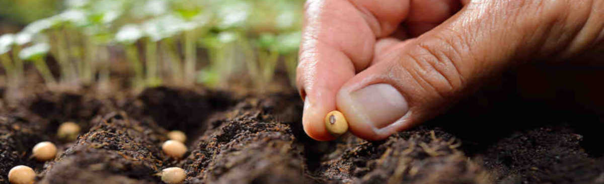 فروشگاه اینترنتی گل و گیاه نارگیل