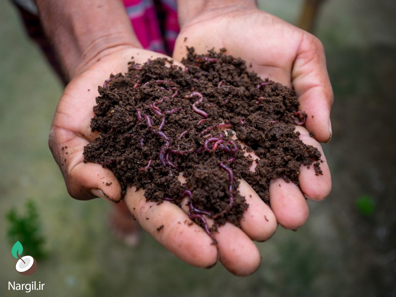 کودهای ارگانیک