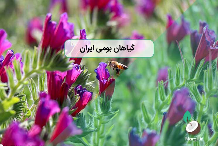 گیاهان بومی ایران