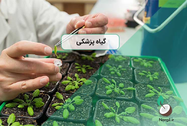 گیاهپزشکی
