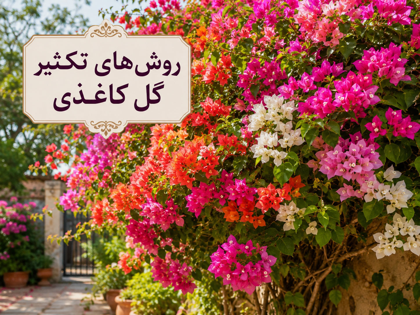 بهترین روش‌های تکثیر گل کاغذی در خانه؛ قلمه، خوابانیدن و بذر