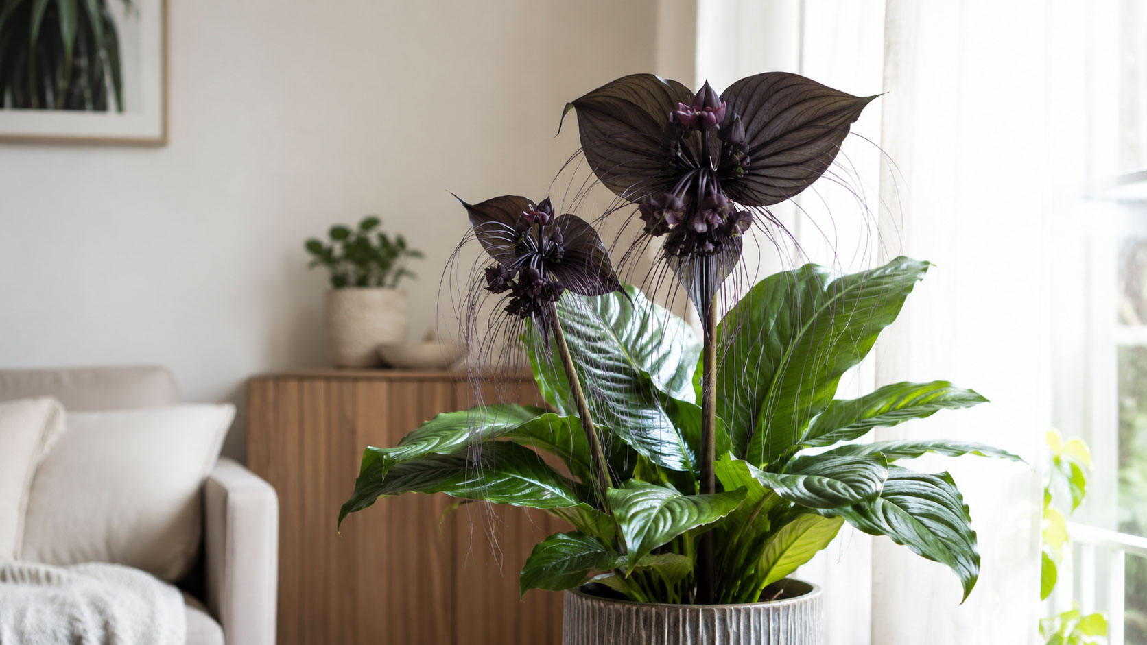 راهنمای نگهداری گل خفاشی (Tacca)؛ گیاه کمیاب و چشمگیر آپارتمانی