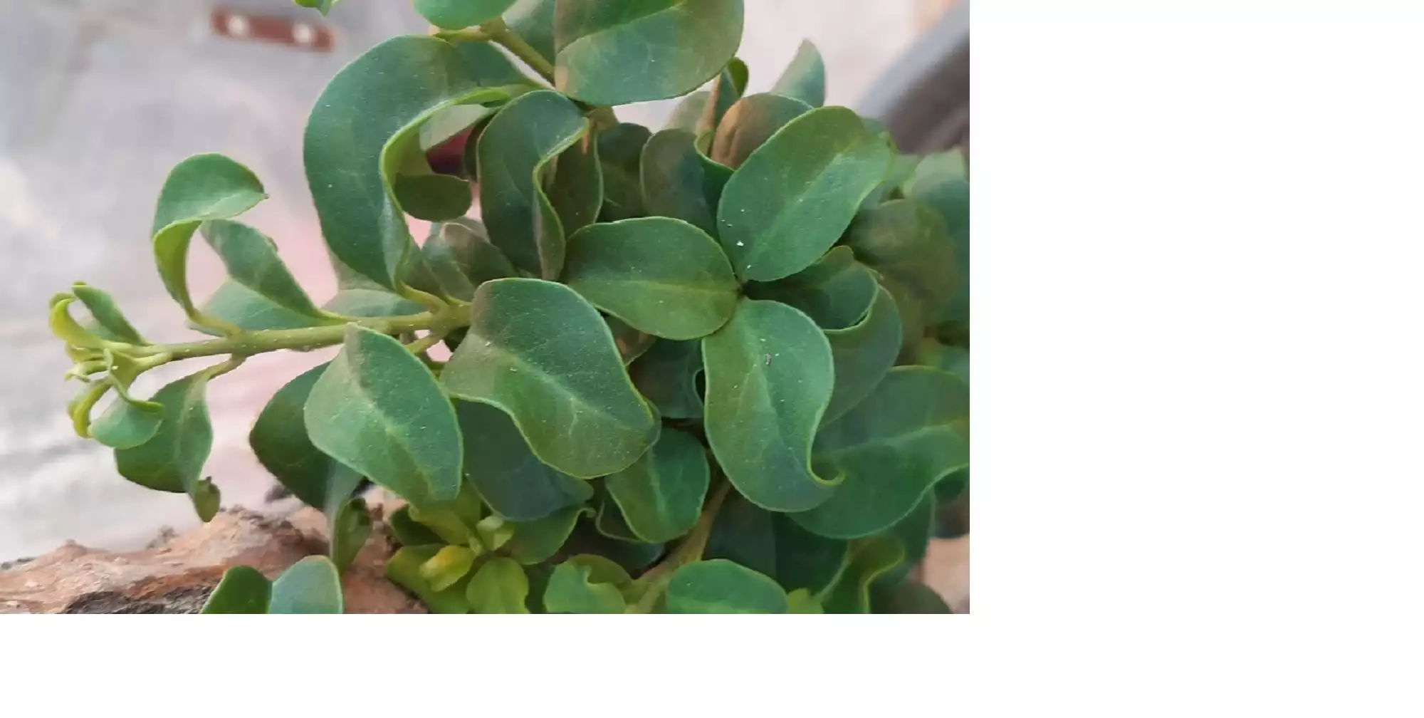 تصویر پرسش و پاسخ گیاه