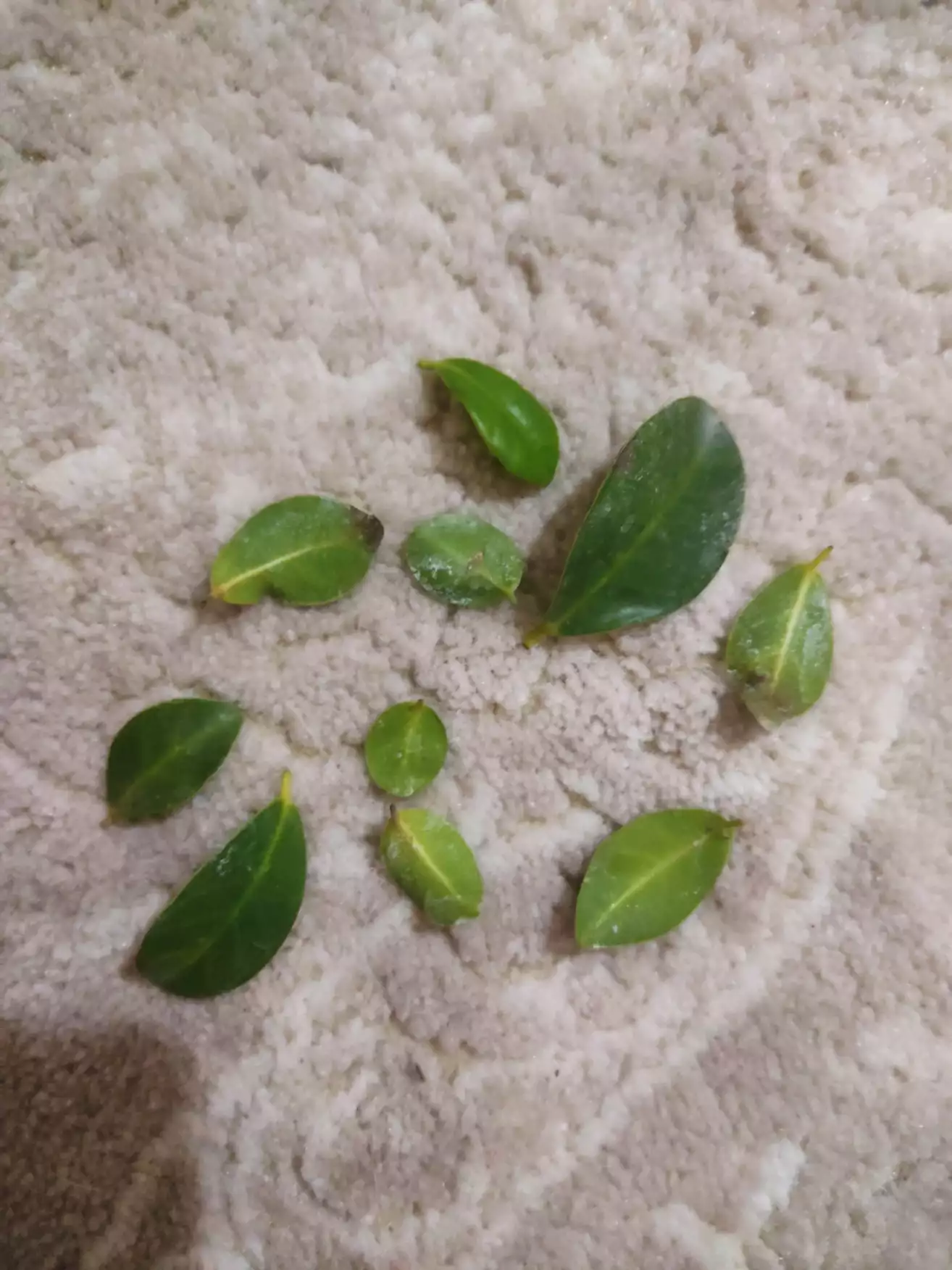 تصویر پرسش و پاسخ گیاه