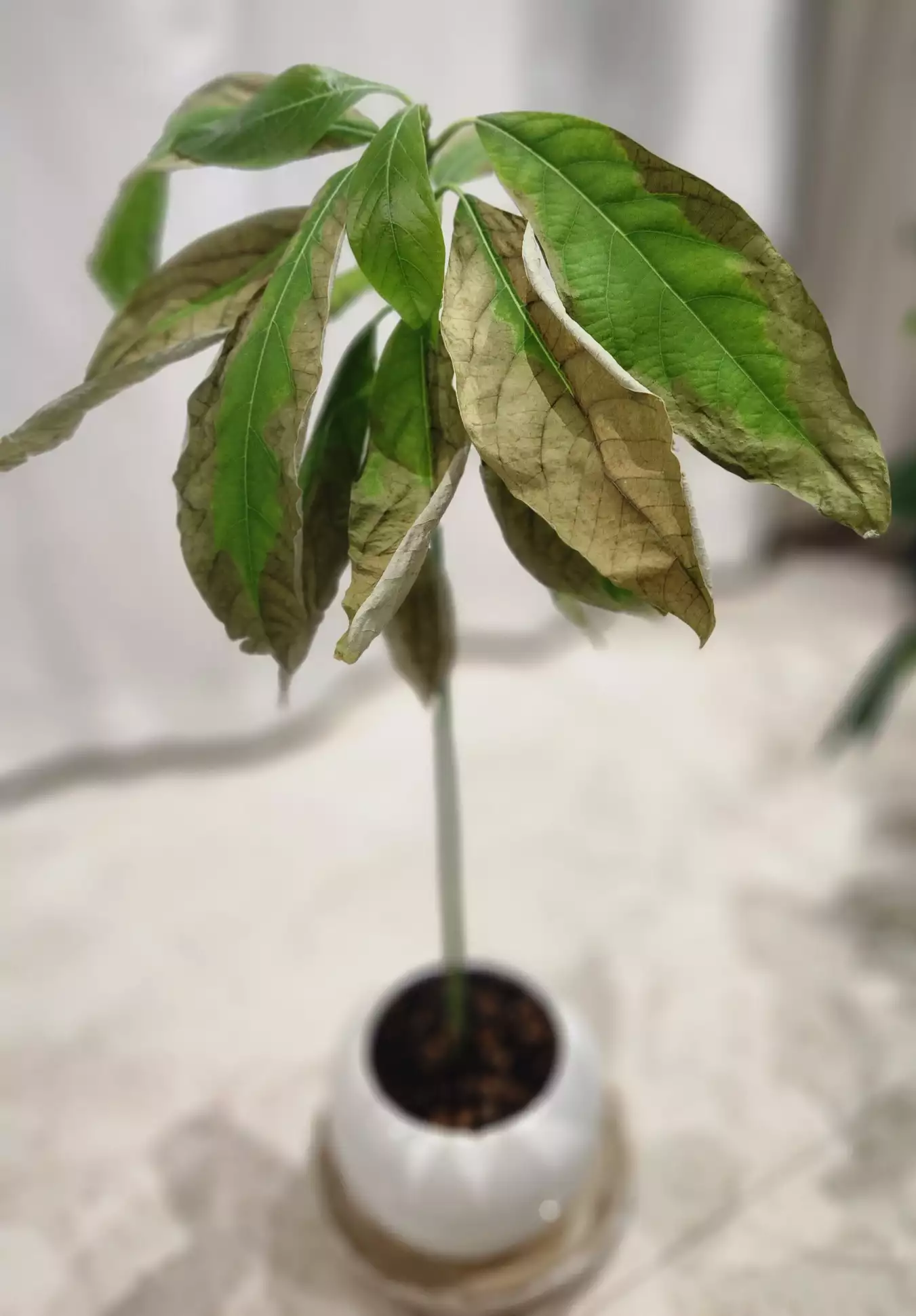 تصویر پرسش و پاسخ گیاه
