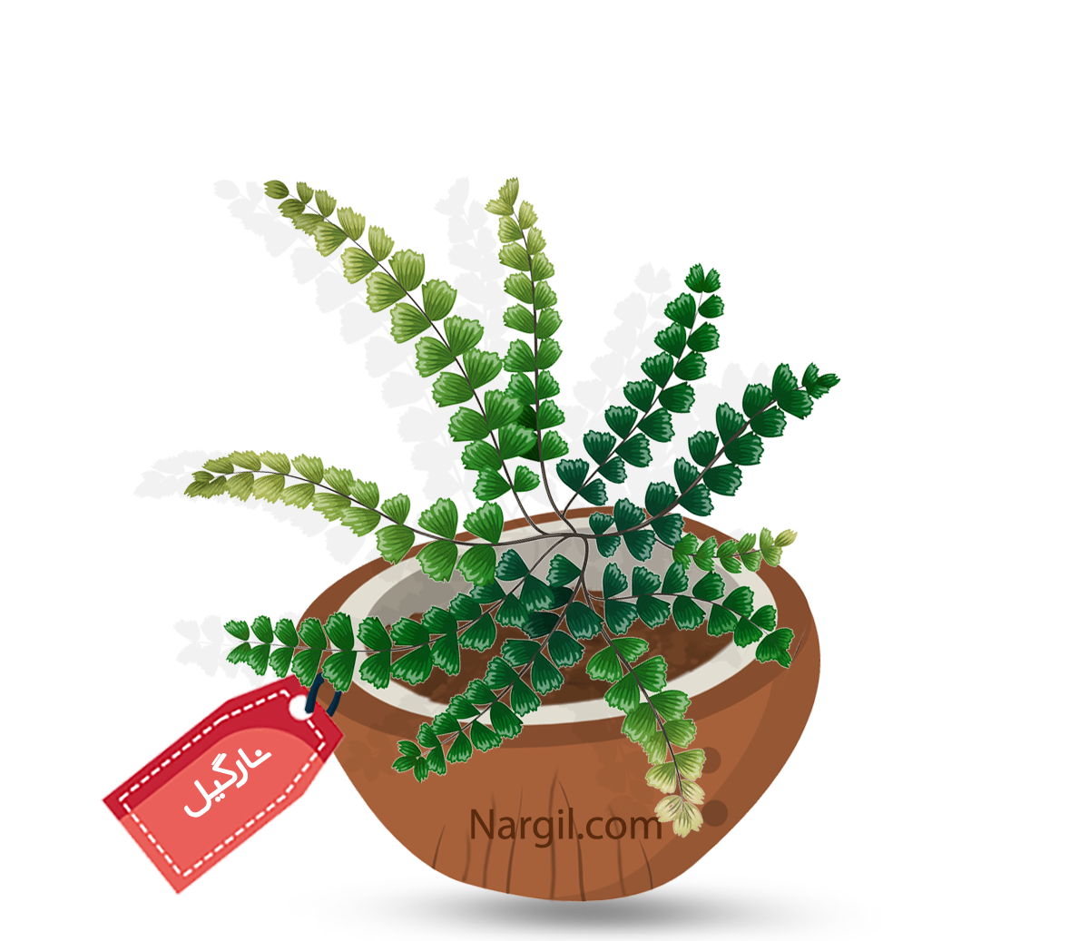  Nargil - maidenhair fern