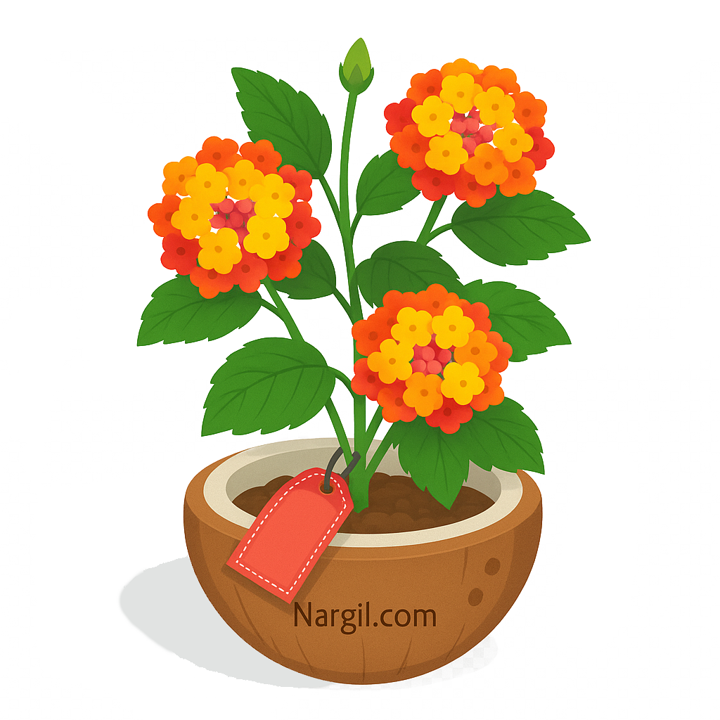  Nargil - Lantana
