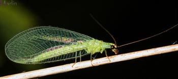 Green lacewing - بالتوری سبز