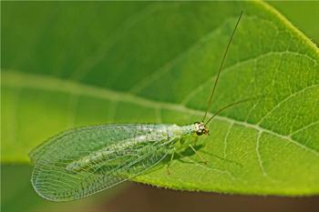 حشره مفید بالتوری سبز