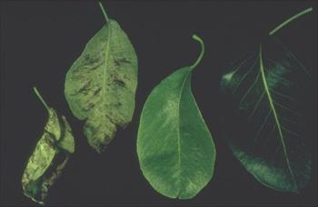 بیماری برگ نقره ای