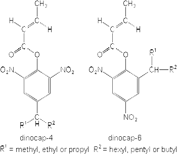 دینوکاپ ( کاراتان )