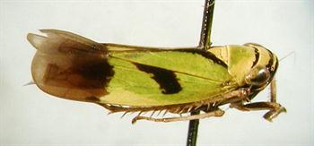زردی نوک