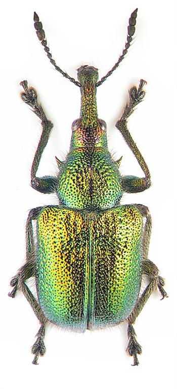 سر خرطومی گیلاس