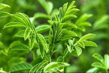 شیرین بیان موخوره را درمان می کند