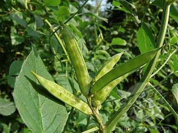 صمغ گوار
