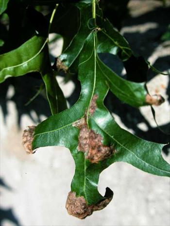لکه تاولی برگ بلوط  Oak leaf blister