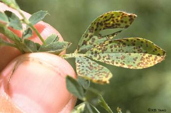 لکه قهوه های یونجه