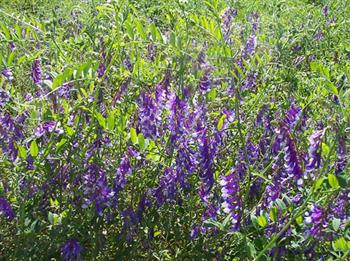 ماشک گل خوشه ای